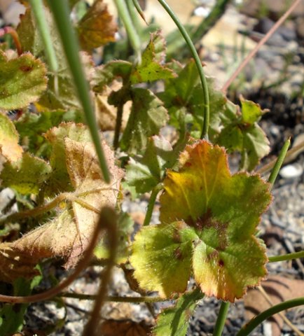 Pelargonium elongatum leaves